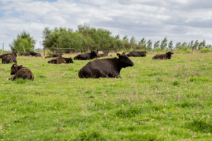 difference_wagyu - The Wagyu Experience - The Wagyu Experience wagyu cattle on the farm at the wagyu experience in paarl