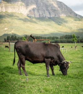 wagyu_cattle - The Wagyu Experience - The Wagyu Experience Wagyu cattle eating grass on farm at The Wagyu Experience in Paarl